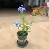 Plántulas de Copo de Nieve Azul Macetas Floración de Balcón Observación de Flores Plantas Resistentes al Calor y Fáciles de Cultivar Jardín Patio Enredaderas Trepadoras Enredaderas de Flores Trepadoras Copos de Nieve Blancos