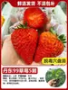 Venta directa de plántulas de fresa, semillas para maceta de fructificación todo el año, plántulas en cepellón, fresas Dandong de color crema extra grandes, Xuanyu