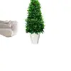 Jasmim Africano Planta Verde de Interior Jasmim Cabeça de Tigre em Vaso Grande Além de Formaldeído Casa Nova Casa Casa Presente de Inauguração Casa Nova Flor Real