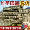 Haste de bambu estante de horta estante de vegetais pepino tomate feijão cerca de bambu cerca bambu pequeno bambu haste fina de bambu estante de uva