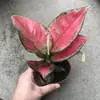 Plantas de Piedra Absorbente Plantas Verdes Piedra de Agua Acuaterrario Tanque de Selva Rocalla Paisajismo Musgo Helecho Micro-paisaje Plantas de Bonsái