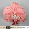 Cabeça de Flor de Orquídea Phalaenopsis Artificial Acessório de Cabelo Hanfu Material Floral Artesanal Adereço para Fotografia de Casamento Flor Falsa Flor Eterna Acessório de Flor de Seda