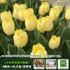 Resistencia al FríoTulipán Holandés Hidropónico Planta de Floración Cuatro Estaciones Planta Verde Flores en Maceta para Sala de Estar Apto para Principiantes