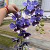 Nueva impresión 3D Phalaenopsis fabricantes de comercio exterior 2 tenedor sienten Phalaenopsis boda blanca hogar flores falsas al por mayor
