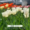 Semillas de Bulbos de Tulipán Flor Grande Flores Perennes en Maceta Hidropónicas para Plantación en Jardín Interior y Exterior Bulbos de Flor de Tulipán