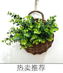 圆尤加利