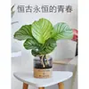 Plantas hidropônicas fáceis de cultivar em ambientes internos Calathea Maçã Verde planta verde planta em vaso adequada para todas as estações sala de estar escritório mesa folhas grandes tolerante à sombra
