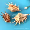 Caracola Araña Caracol Caracol de Siete Puntos Pecera Acuario Paisajismo Suelo del Hogar Decoración Manualidades Educación Preescolar Natural