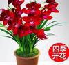 Plántulas de Orquídea Fragante Resistentes al Frío Flores de Orquídea en Maceta de Interior Orquídea Tinta Capullos de Flor Grande Flores de Fácil Cuidado para Sala de Estar