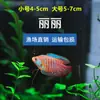 Decoraciones para Acuario para Pez Ángel, Guppy, Pez Betta, Peces Tropicales y Peces Guppy, Suministro Directo del Mercado de Peces
