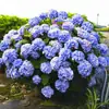 Base Verano Infinito Hortensia Tronco Viejo Hortensia Tronco Viejo Semillas de Flores Plántulas en Maceta Resistentes al Frío Flores Plantas de Interior Balcón Patio