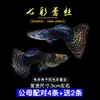 Guppies de Raça Pura, Peixes Ornamentais de Água Doce Pequenos, Peixes Tropicais Fáceis de Criar, Peixes Vivos, Peixes Limpadores, Kinguios Zebra, Peixes Pequenos, Alevinos