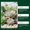 Solución Nutritiva para Plantas Moonspry Flor en Maceta General Ubiquinol Urea Pca Sodio Solución Suplemento Nutritivo para Raíces