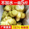 Nuevo producto: Raíz de Mostaza Encurtida Fuling de Chongqing, Sabor Original, Picante, Empaque de Caja Completa, Guarnición, Forma Entera, 400g/ 2.5kg Verduras de Raíz Enteras