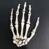 Mão de Fantasma de Halloween Adereços de Decoração de Terror Garra de Mão de Esqueleto Estrutura Óssea Enfeites Pendurados Brinquedo de Plástico Garras Venda por Atacado