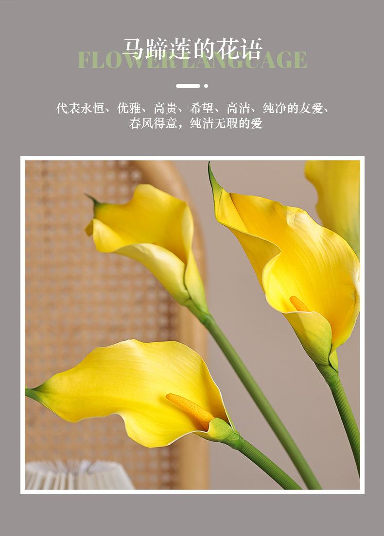 初妆大马蹄莲_02.jpg