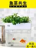 Pequeña pecera, no necesita cambios de agua, apta para peces dorados, para sala de estar o uso doméstico, tamaño de escritorio, sistema de acuaponía a pequeña escala, acuario de fácil mantenimiento