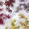 Flores Decorativas de Mimosa Artificial Transfronterizas para Pasillo, Adornos para Sala de Estar, Flores Artificiales, Flores Falsas, Flores Secas DIY