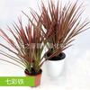 Plantas de Interior em Vaso com Folhas Verdes: Pothos, Menta, Planta Cobra, Árvore do Dinheiro, Jasmim e Outras Combinações de Plantas Verdes
