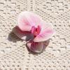Cabeza de Flor Phalaenopsis Eva Cotton Impresa en 3D (Grande) Flor Artificial Accesorio de Regalo Accesorio para el Cabello Decoración de Ropa Exquisita Decoración de Boda