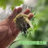 Planta verde flor melón carnoso fruta verdura de hoja siembra esqueje plantación hidropónica bloque de plántula lana de roca sustrato sin tierra bloque