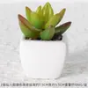 Suculentas Simuladas Personalizadas Cerámica Bonsái Plantas Verdes Escandinavas Adornos Hogar Interior Sala de Estar Flores Falsas Suculentas Plantas en Maceta