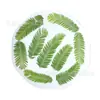 Hojas de Metasequoia glyptostroboides hojas repujadas flores secas y flores especímenes de plantas pegatinas hechas a mano para niños pegamento de gota materiales para marcapáginas diy