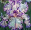 Semillas de rizomas de iris de flor azul, semillas de flores de bulbo, fáciles de cultivar y florecen todo el año, adecuadas para paisajismo de jardines y plantas en maceta