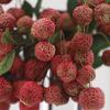 Ramos de Fruta Lichia de Fruta Simulada Ornamentos de Arte de Alto Nível Decoração de Mesa para Sala de Estar/Sala Modelo Decoração de Flor Falsa