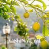 EgitoDmitry Óleo Essencial Orgânico de Folha de Limão Planta Europeia Natural Fragrância Natural Importada Óleo Essencial para Cuidados com a Pele Matérias-Primas