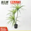 Zhiduoya Árvore Sangue de Dragão Artificial Planta Verde Múltipla Marca Venda Direta Ornamento Decorativo de Planta Verde Artificial