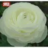 Bulbos de Ranúnculo, bulbos de Peônia, Peônias de flor dobrada, plantas fáceis de cultivar e resistentes para todas as estações, mudas de flores em vasos