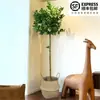 Planta de Limonero en Maceta con Fruta Comestible Planta Verde Alta para Sala de Estar Planta Grande Interior Balcón Perenne Todo el Año