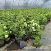Hortensia Europea de Madera Rosa Flor de Hortensia Europea de Madera Semillero Bola de Nieve Plantas de Maceta para Jardín Resistentes al Frío y al Sol