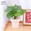 Flores de bonsai para exibição em mesa interna fácil de cuidar folhas coloridas plantas verdes plantas de bonsai estilo celebridade da internet INS