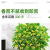Planta de Osmanthus en Maceta, Árbol Grande de Osmanthus de Cuatro Estaciones en Maceta, Planta Verde Grande para Oficina Interior, Florece Todas las Estaciones, Tocón Viejo Nativo