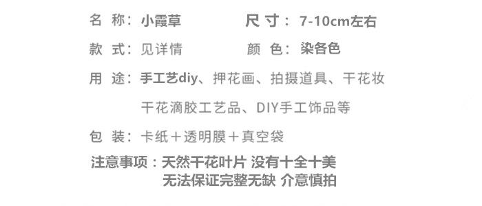 小霞草.png