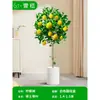 Mudas Pequenas de Limão Laranja Verde de Hainan Mudas de Semente de Limão Kumquat Em Vasos Sala de Estar Interna Varanda Árvore Frutífera Mudas de Frutas o Ano Todo