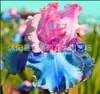 Semillas de rizomas de iris de flor azul, semillas de flores de bulbo, fáciles de cultivar y florecen todo el año, adecuadas para paisajismo de jardines y plantas en maceta