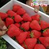 Dropshipping Four Seasons Strawberry Mudas de Morango em Vasos de Varanda Red Milk Strawberry Mudas com Solo, Frutas, Flores e Vasos para o Ano