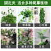 Herramienta de Fijación para Plantas Trepadoras de Pared Verde, Clip Doméstico Sin Marcas para Enredaderas y Plantas de Interior en Paredes