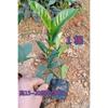 Plantón de gardenia de hojas grandes en maceta, resistente a las heladas, perenne, de interior, con aroma intenso durante todo el año.
