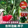 Pimiento Encurtido Propicio Semillas de Pimienta de Hong Kong Siembra en Corral Picante Carne Gruesa Gruesa Semillas de Pimienta de Hong Kong Resistente al Almacenamiento y Transporte
