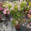 Planta en Maceta Buganvilia Floreciendo Cereza Verde Doble Pétalo Floración Cuatro Estaciones Balcón Fácil de Cultivar Buganvilia de Interior Planta Verde para Balcón