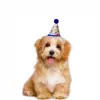 Decoración de Fiesta para Mascotas Transfronteriza Cumpleaños de Perro Festival de Gatos Babero Bordado Sombrero de Cumpleaños Corbata de Moño