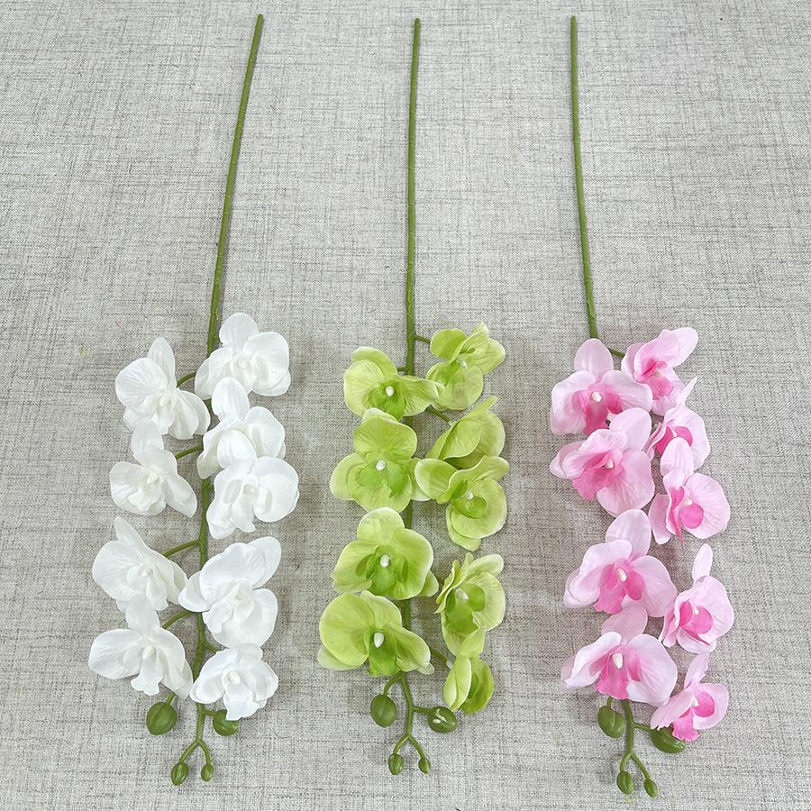 主图 林溪郡 9头平价蝴蝶兰-sxlwdx-.JPG