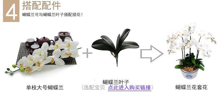 单支蝴蝶兰1#_19
