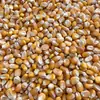 Grão de Milho de Grão Médio Grão de Milho Seco Adequado para Ração de Pombo Frango Pato Pássaro Comida para Pombo Milho do Norte de Jiangsu