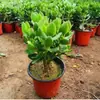 Árbol de Jade en Maceta con Hojas Grandes, Planta Suculenta, Lirio de la Paz, Planta Verde Purificadora de Aire de Interior y Flor