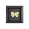Borboleta Cauda de Andorinha Vermelha e Verde Espécime Real de Borboleta Pintura Decorativa para Pendurar Ornamento de Borboleta Cauda de Andorinha com Moldura de Madeira Maciça como Presente para um Amigo Próximo
